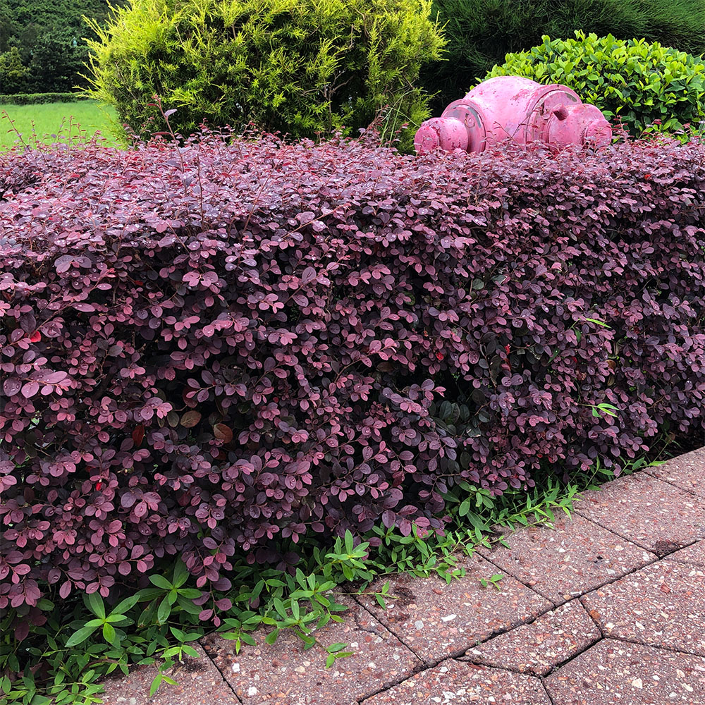 hydrant behind bushes