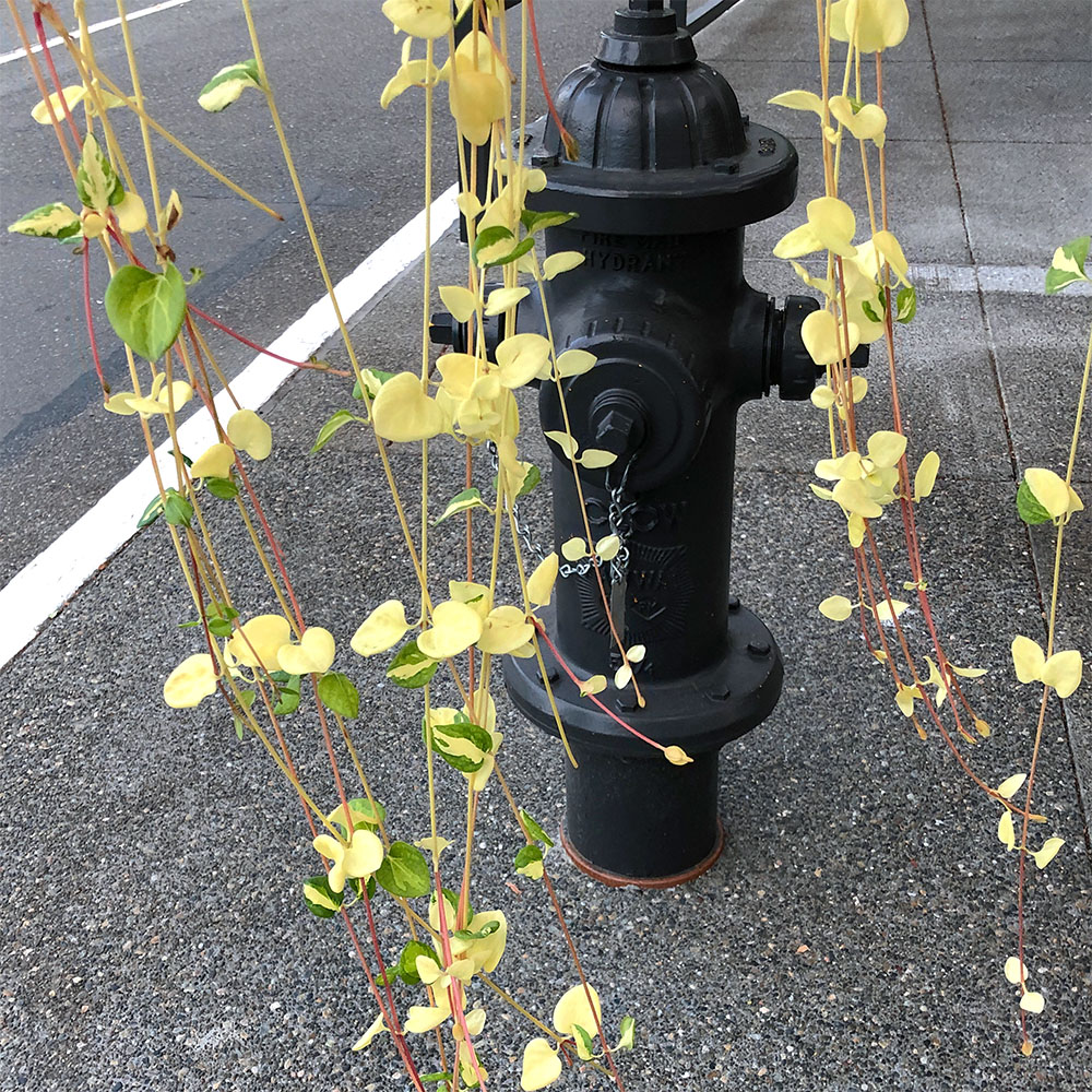 hydrant in landscaped shopping destination